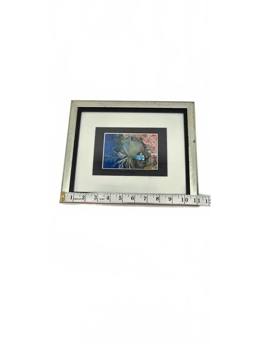 Framed French Angelfish Underwater Photograph by Valda Bromfield